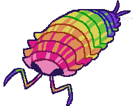 drawing of a bright rainbow isopod