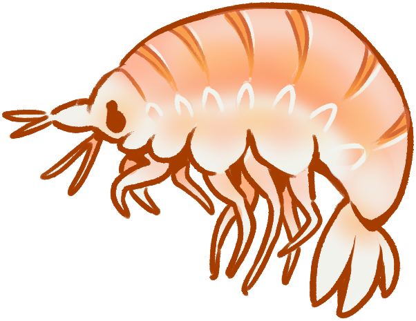 A pale orange, shrimp-like crustacean.
